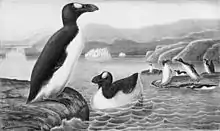 drawing of a large flightless bird The Great Auk