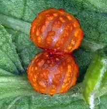 Eggs of crimson rose (Atrophaneura hector family Papilionidae)