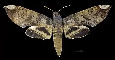 Pachylia ficus male Dorsal side MHNT