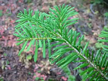 Foliage top