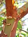 The peeling red papery bark is distinctive