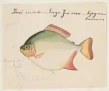 watercolor of a Pacu