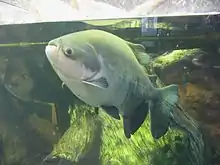 Large pacu at the  Shedd Aquarium