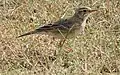 Paddy-field pipit, Dec '20