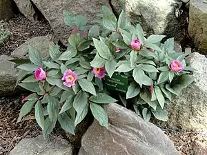 Paeonia cambessedesii