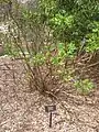 Cultivated plant in Arnold Arboretum, showing tufts of young leaves in Spring