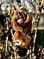 Newly-burst Spring bud, showing coppery, furled leaves and young flower bud above open bud scales, Berrington, Northumberland