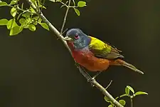 Painted bunting (Passerina ciris), Texas