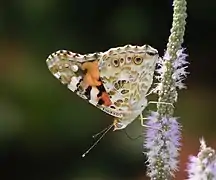 Vanessa cardui