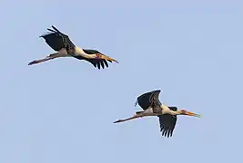 Wood storks