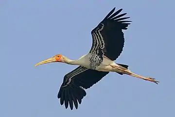 In flight