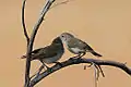 Pair of chestnut-rumped thornbills (Sturt Desert, NSW).