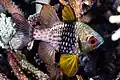 Pajama Cardinalfish at South Komodo Island, Indonesia, 2015