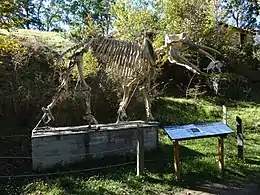 Archaeobelodon skeleton near the Ferme du Campané