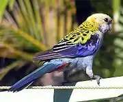 A light-blue parrot with a white chin, navy blue wings with blue-tipped feathers, blue-tipped wings, a green-grey tail, and a black nape with yellow-tipped wings