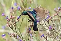 Male feeding while flying, Jordan