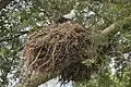 Adult on nest at Kazinga Channel, Uganda