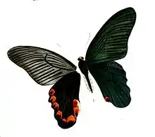 Yellow-crested spangle(Papilio elephenor)