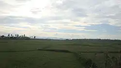 Agriculture fields in Barli