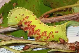 Caterpillar