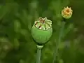 Fruit of Papaver setigerum