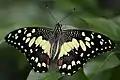 Lime butterfly(Papilio demoleus)