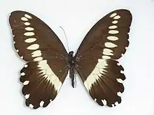 Papilio gallienus