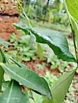 Papilio_polytes_common_Mormon_pupa on curry leaves.