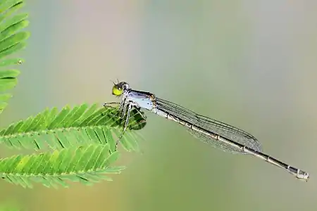 Paracercion calamorum female