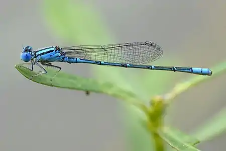 Paracercion melanotum male