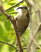 Female in Laminington National Park