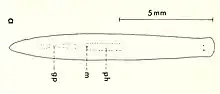 A simple narrow flatworm with two eyes. Illustrated guides indicate it's around ten millimeters long.