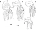 Protosarcotretes nishikawai