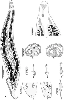 Drawings of body