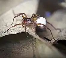 Pardosa sp. with egg sac