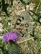 Female Apollo with sphragis or mating plug