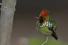 Parque Nacional do Itatiaia Reinaldo de Medeiros