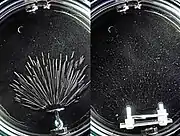 Particle tracks from radioisotopes in an expansion cloud chamber. (Left) Alpha tracks from Am-241 source, with one beta track possibly from its daughter radionuclide, Pa-233. (Right) Beta tracks from Sr-90/Y-90 source.