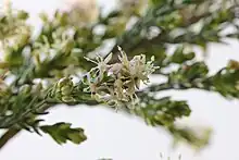 Flowers of an unidentified Passerina species.