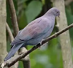 Peruvian pigeon