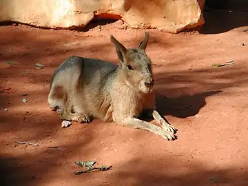 Patagonian mara at the Wildlife Ranch in San Antonio, Texas