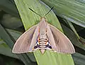 The day-flying Paysandisia archon has clubbed antennae like other moths of family Castniidae