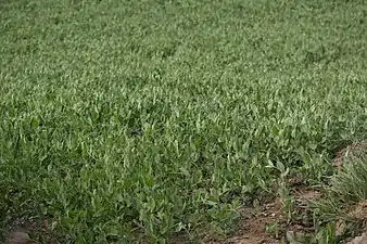 Field of peas in Mud village, Jun '18