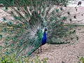 Peacock near pond