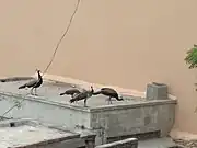 Peafowl eating pieces of chapati in Tharparkar District, Sindh