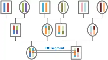 The origin of IBD segments is depicted via a pedigree.