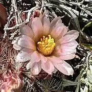 Pale pink flower form