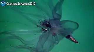 Closer view from same 2017 NOAA Okeanos Explorer observation