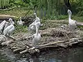 Pelecanus crispus