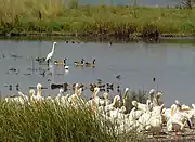 White pelicans, geese, egret, and other birds in Adobe Creek's slough in 2003